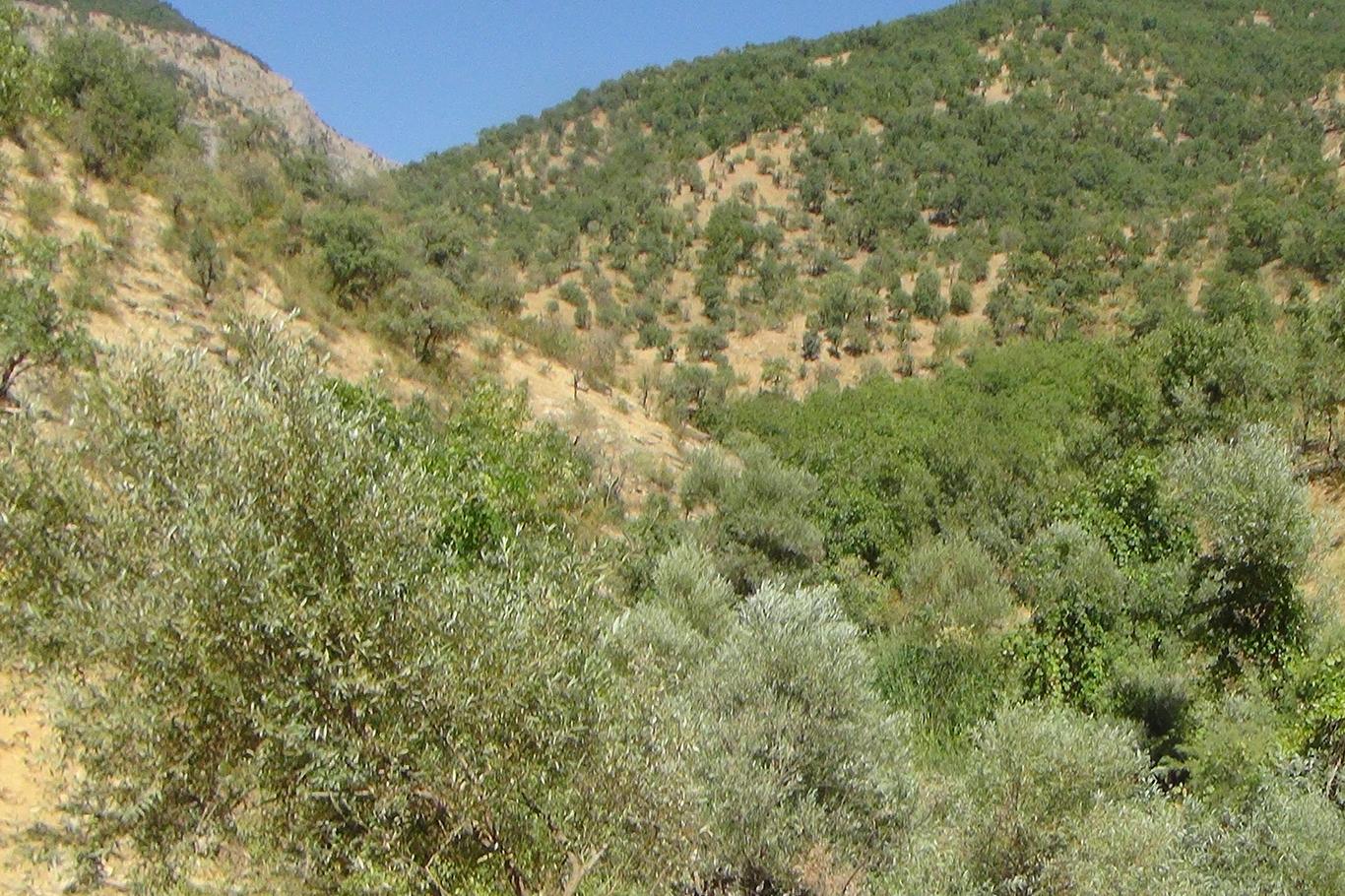 PKK odun kesmeye giden sivilleri taradı: Bir ölü 3 yaralı